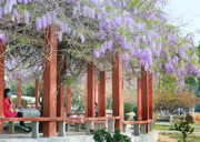 校园花卉——红梅与紫藤